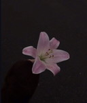 honeyrina profile icon