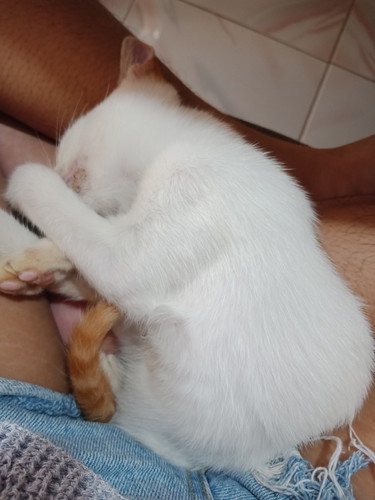 6 weeks