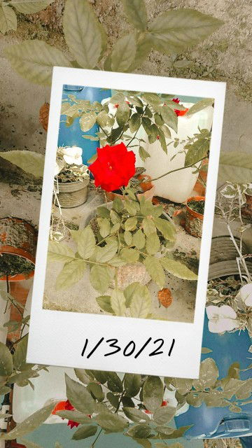 dian sari febriani profile icon