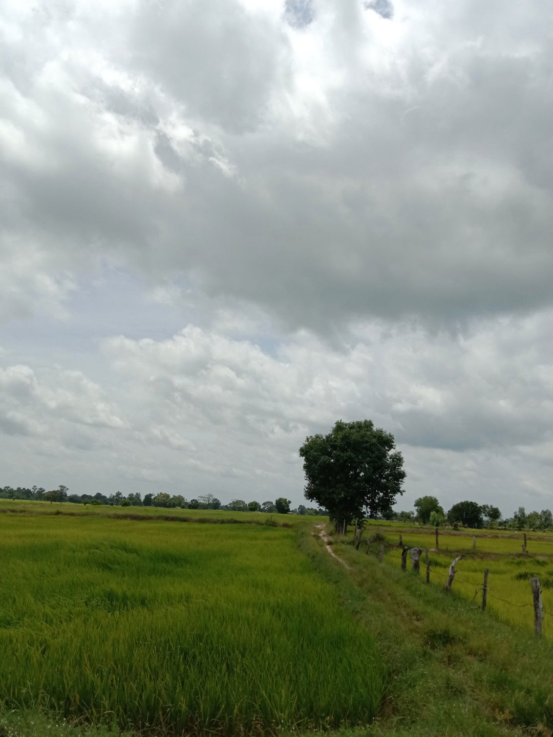 Cxllmeply ʚìɞ profile icon