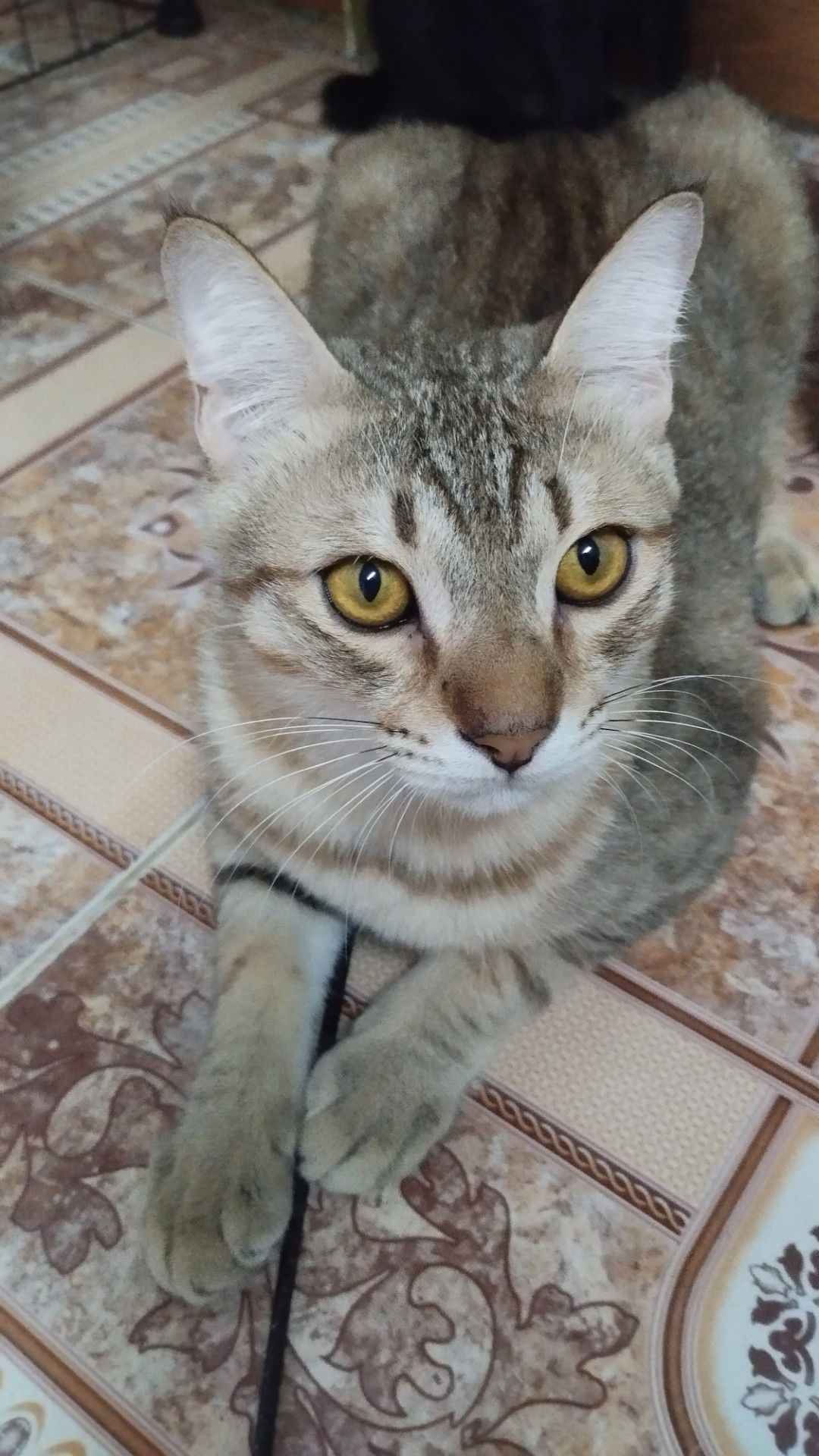 Kawintra profile icon