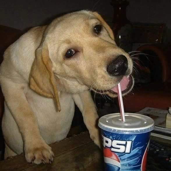 ก็แค่น้องหมาดูดน้ำ profile icon