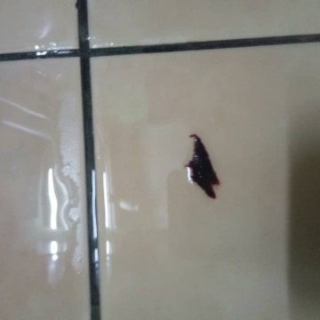 bleeding