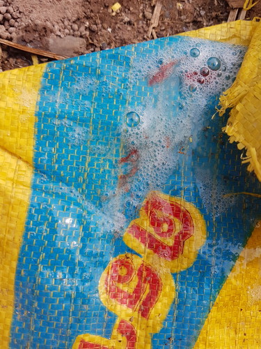 อ้วกเป็นเลือด