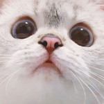 Nancy profile icon