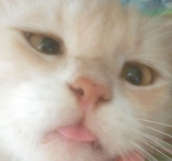 zarlina profile icon