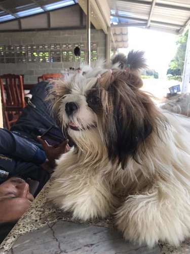 สัตว์เลี้ยง