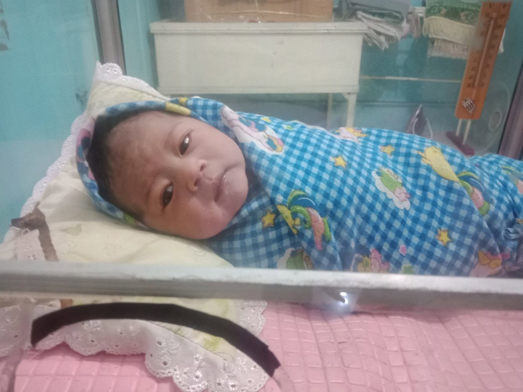 kapok melahirkan normal