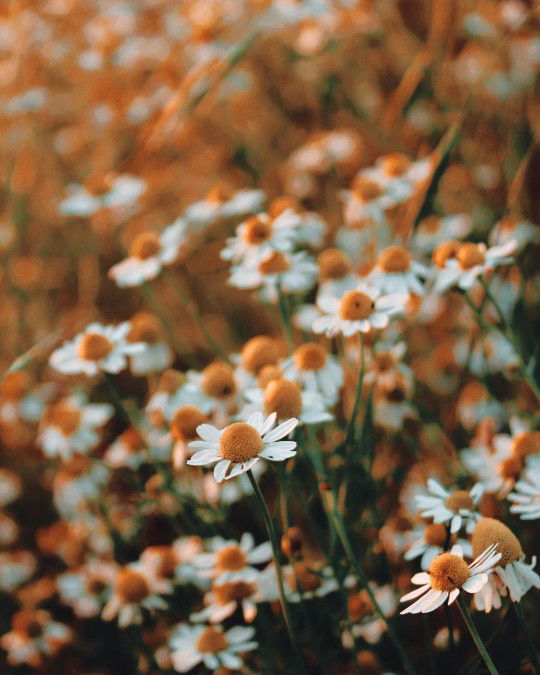 ummu ahmad profile icon