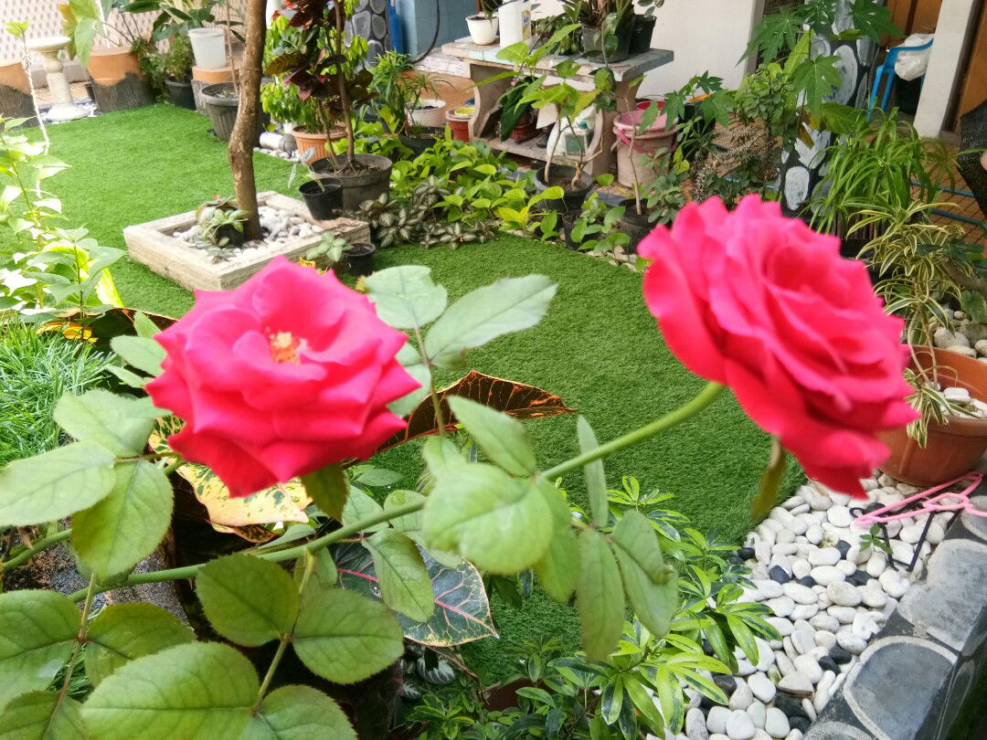 mia nadia profile icon