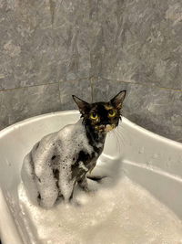 Deliana profile icon