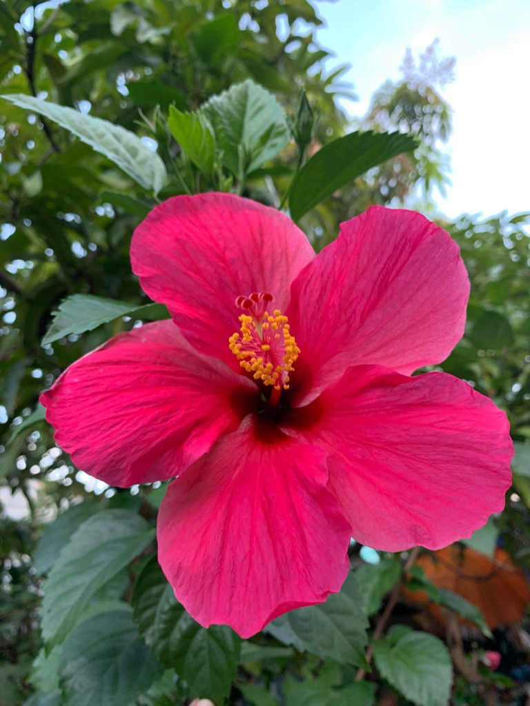 akiko reyes profile icon