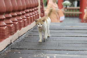 Cik Bia profile icon