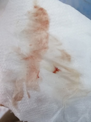 ตั้งครรภ์