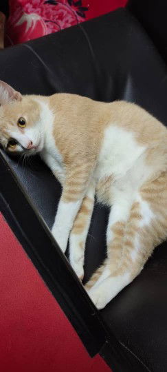 Najah Lotfi profile icon