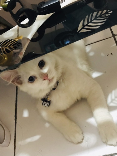 Kucing