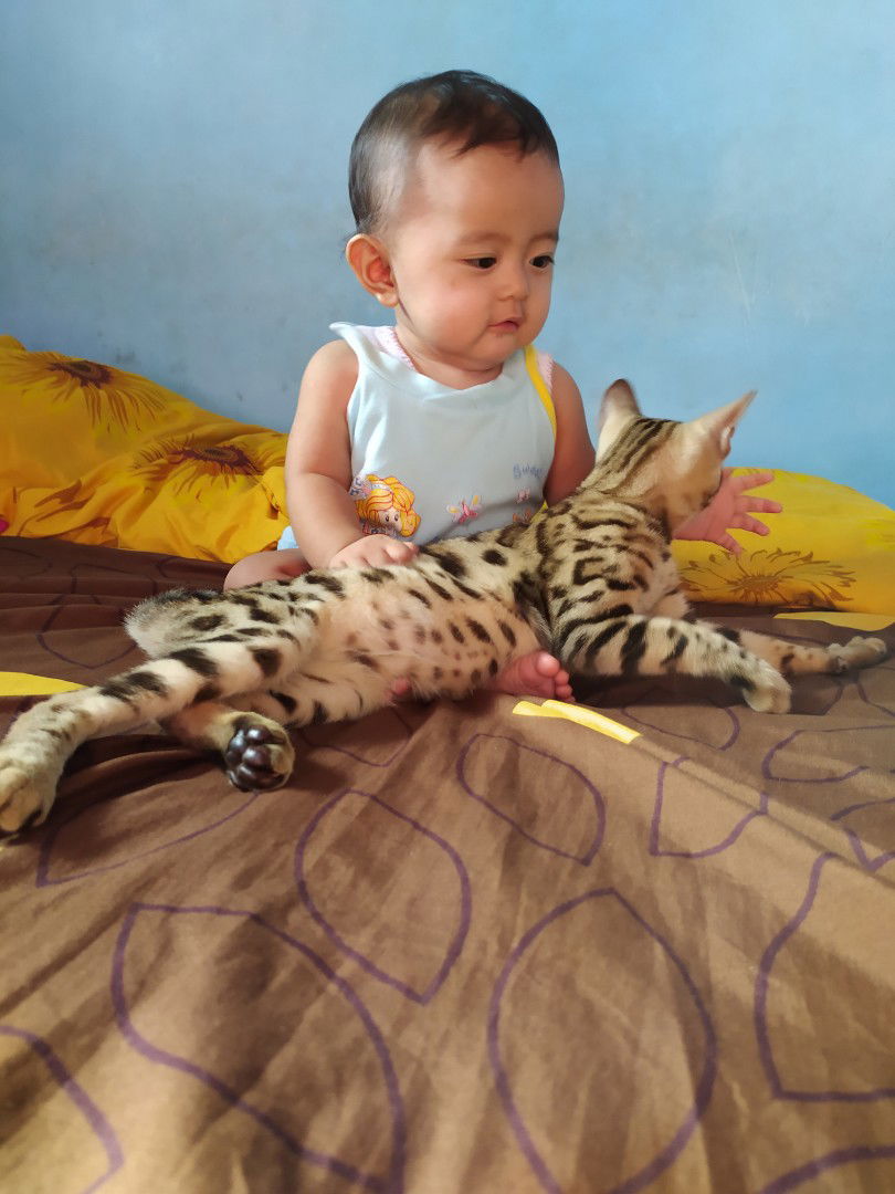 bermain dengan kucing