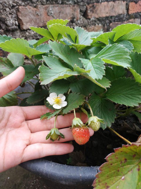 Lia Taufik profile icon