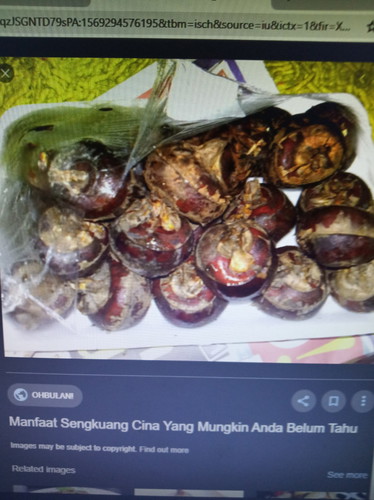 Sengkuang cina bagus untuk kuning betul ke