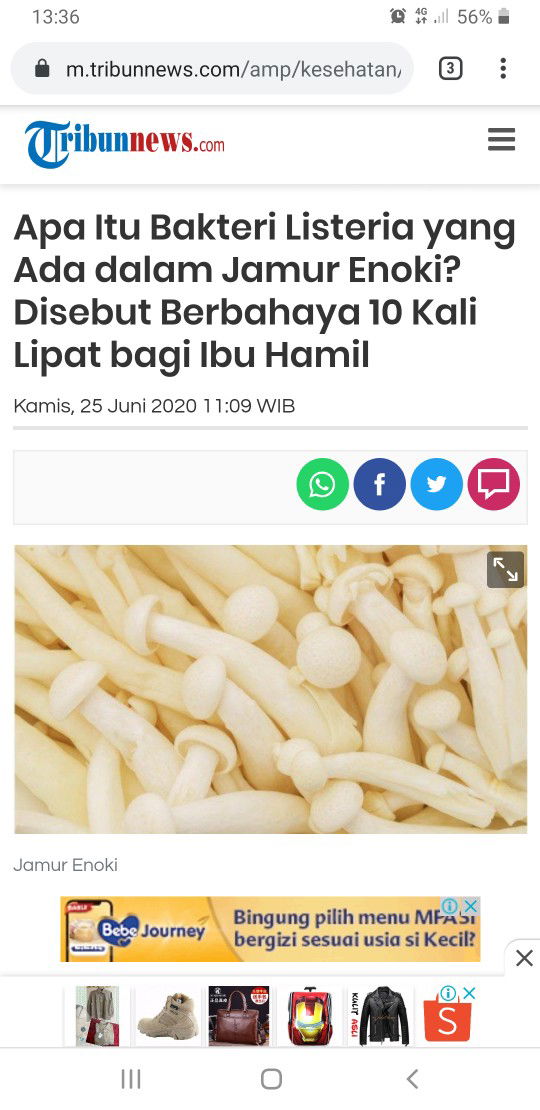 Jamur Enoki