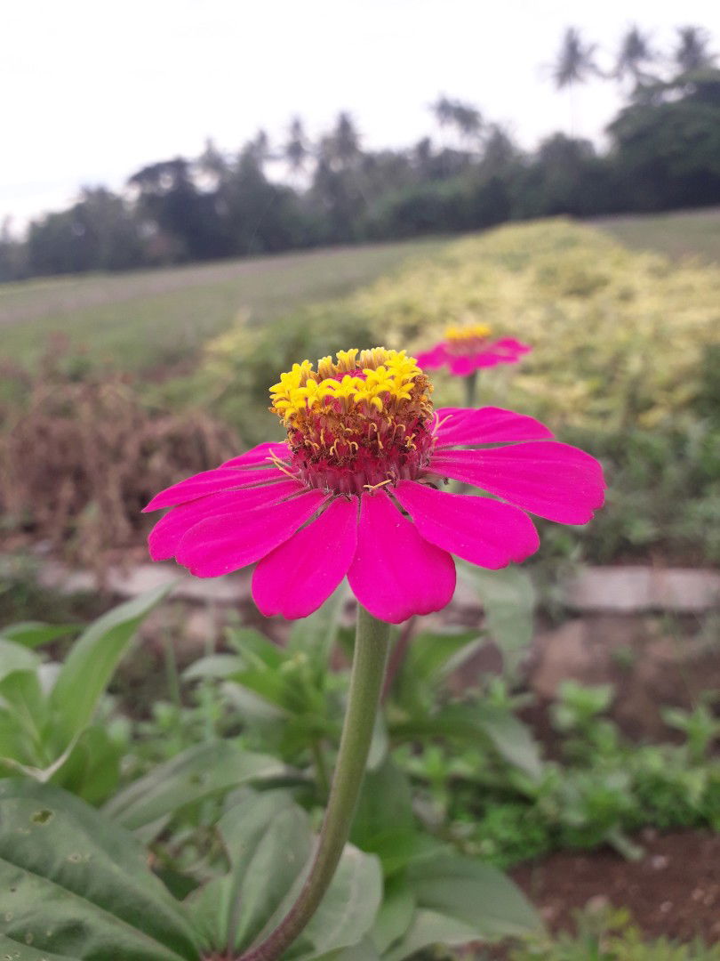 mahfirohul profile icon