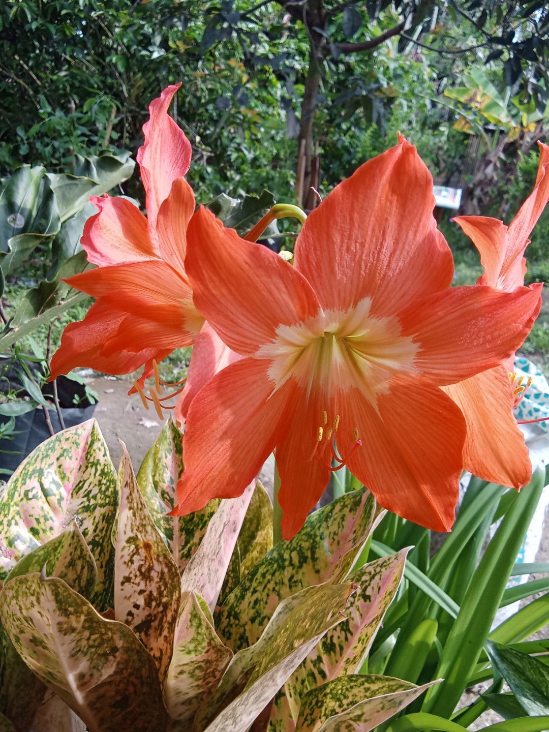 Yuni Rahmawita profile icon