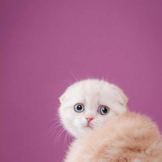 C I L E N profile icon