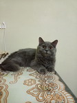 Wafa profile icon