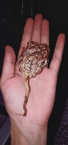 Sanggul @ gengam kacip fatimah