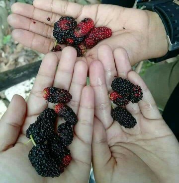 Makan buah Mulberry