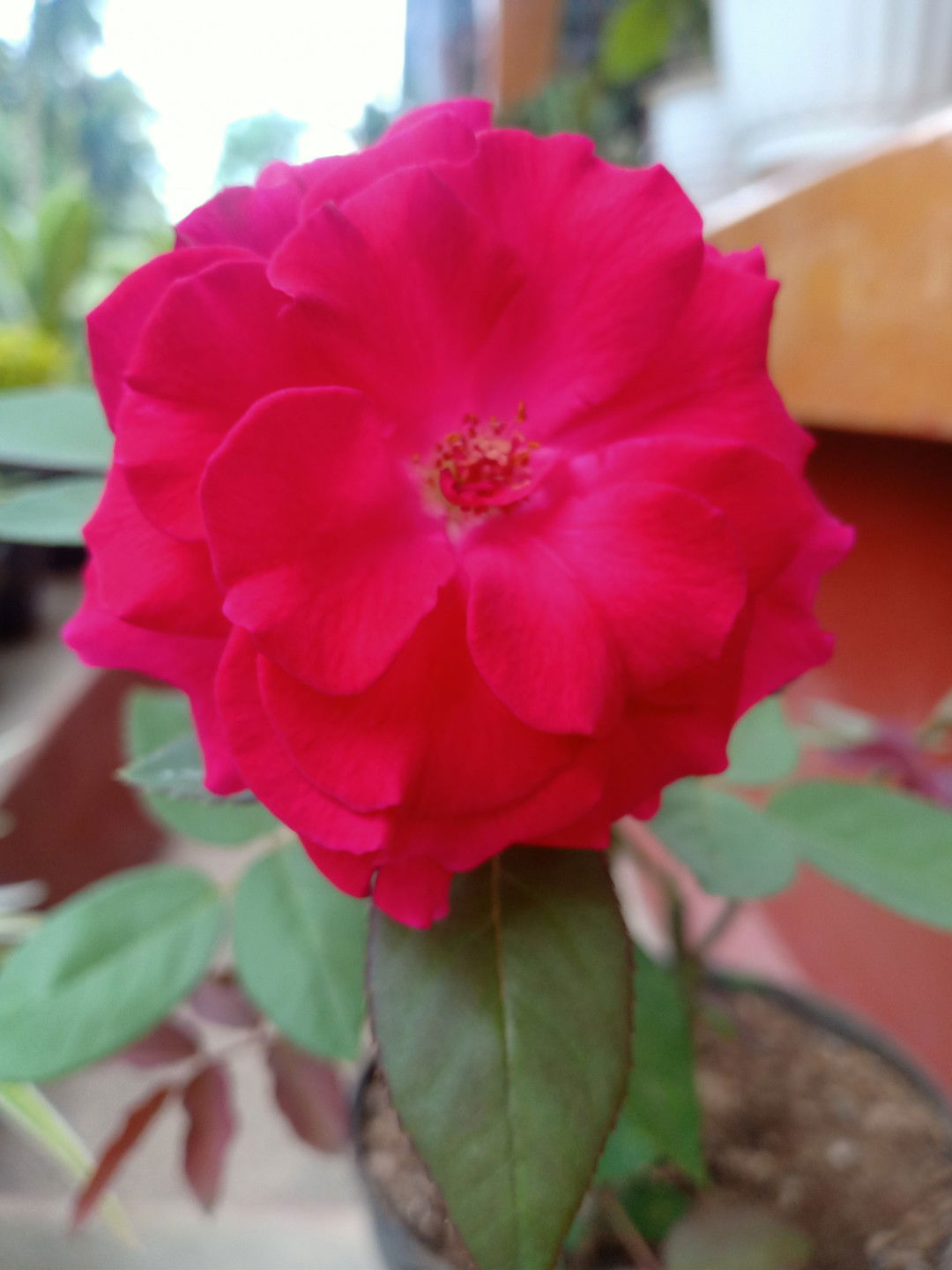 Mia kartika profile icon