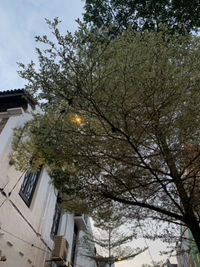 Shahira profile icon