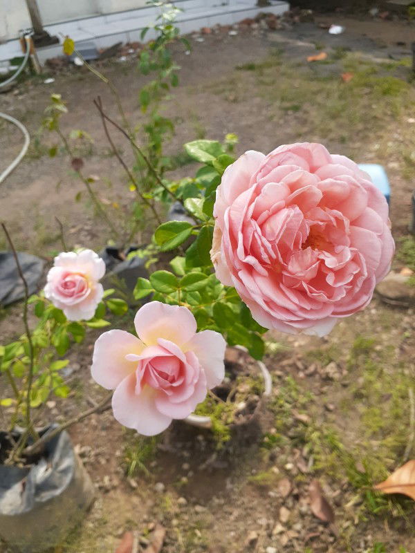 Nia Aprilia profile icon