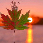 Halimatussadiyah profile icon