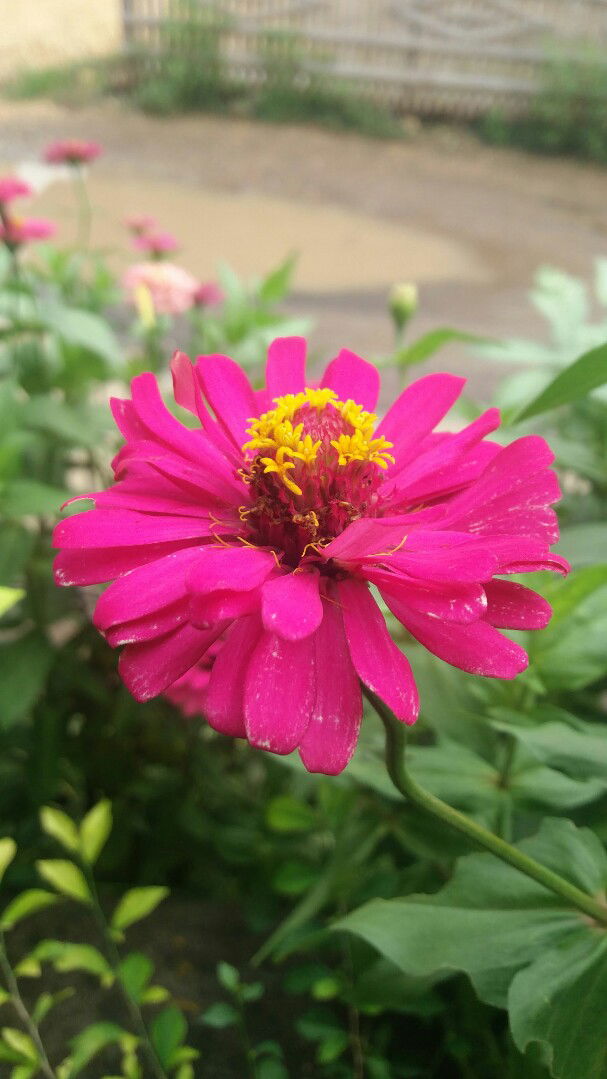 tuflikha profile icon