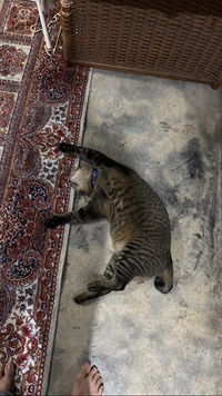 ℬ𝑒𝓁𝓁𝒶 ℒ𝒾𝓂 profile icon