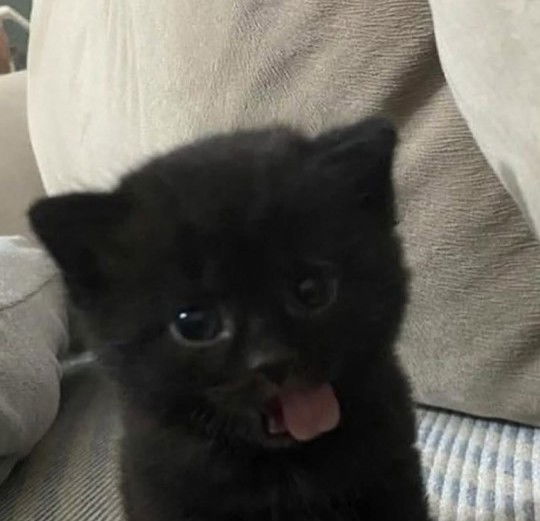 desnapril profile icon