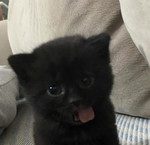 desnapril profile icon