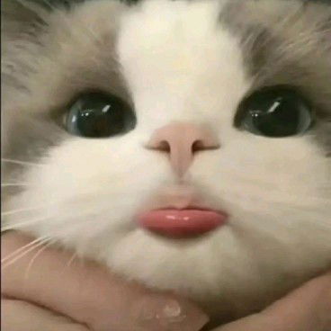 Adhelia profile icon