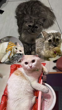 Assyifa Irwanto profile icon