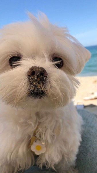 Gung Santhi profile icon