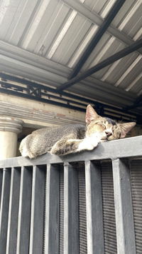 bucinta profile icon