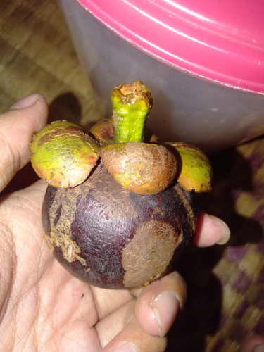 Manggis