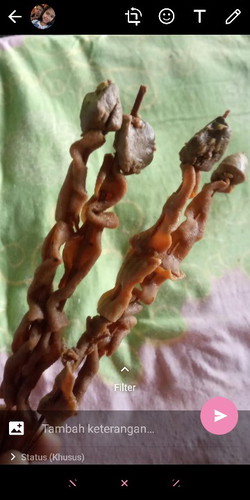 sate usus