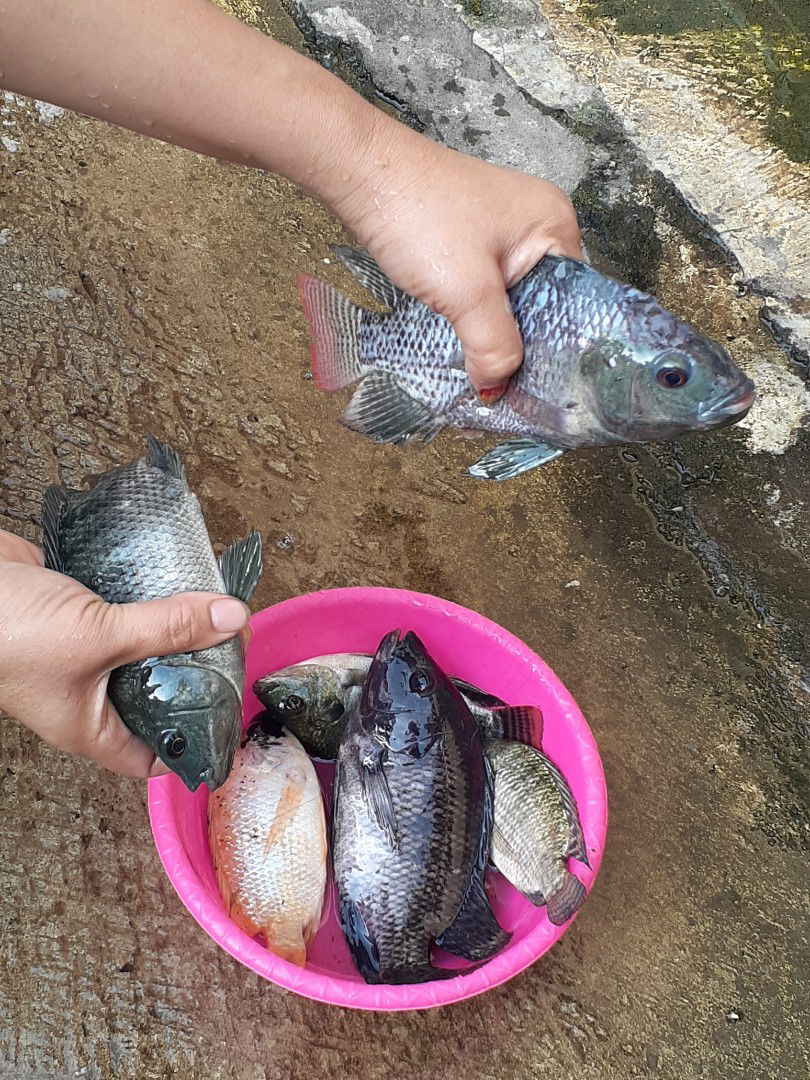 mancing ikan