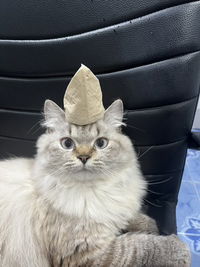 มัจฉะ profile icon