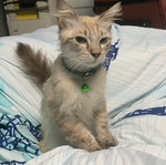 Hidayati profile icon