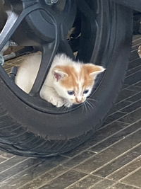 marsya dela artanti profile icon