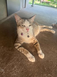 NJ Holland profile icon