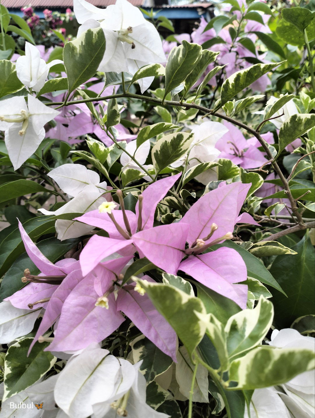 Wulan Trizna Dewi profile icon